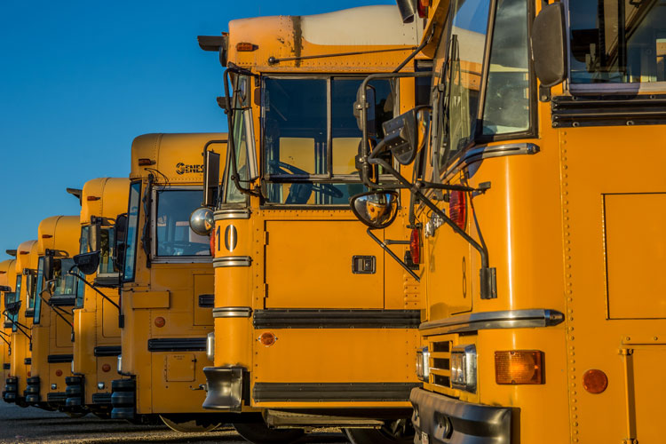 a row of yellow school buses